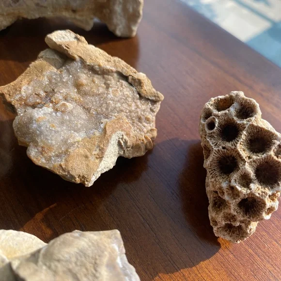 Assorted Fossils & Rocks 🪨🪸 - Picture 5 of 15